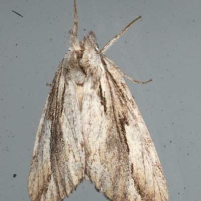 Ecnomodes sagittaria (A Notodontid Moth) at Lilli Pilli, NSW - 16 Jan 2020 by jbromilow50
