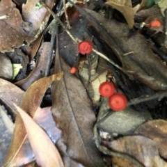 Cruentomycena viscidocruenta (Ruby Mycena) at Wattamolla, NSW - 21 Jan 2020 by WattaWanderer