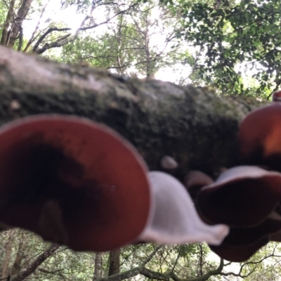 Auricularia cornea (Auricularia cornea) at Wattamolla, NSW - 21 Jan 2020 by BotanyDangle