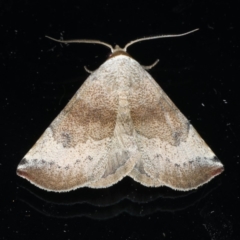 Mataeomera mesotaenia (Large Scale Moth) at Lilli Pilli, NSW - 16 Jan 2020 by jbromilow50