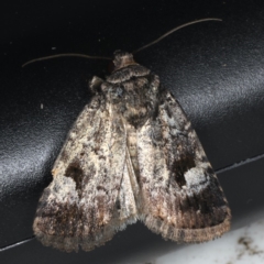 Thoracolopha verecunda (A Noctuid moth (Acronictinae)) at Lilli Pilli, NSW - 16 Jan 2020 by jb2602