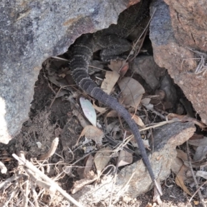 Pogona barbata at Deakin, ACT - 21 Jan 2020