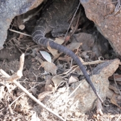 Pogona barbata at Deakin, ACT - 21 Jan 2020