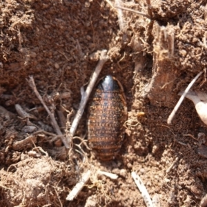 Calolampra sp. (genus) at Deakin, ACT - 21 Jan 2020