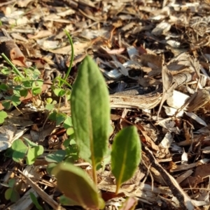 Rumex brownii at Weston, ACT - 20 Jan 2020