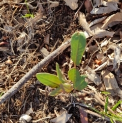 Rumex brownii at Weston, ACT - 20 Jan 2020