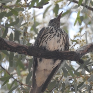 Oriolus sagittatus at Watson, ACT - 21 Jan 2020