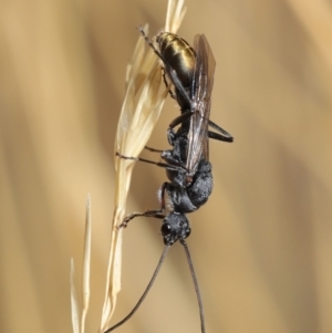 Myrmecia piliventris at Hackett, ACT - 19 Jan 2020