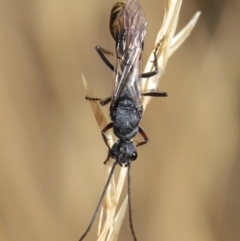 Myrmecia piliventris at Hackett, ACT - 19 Jan 2020