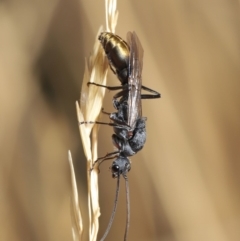 Myrmecia piliventris at Hackett, ACT - 19 Jan 2020