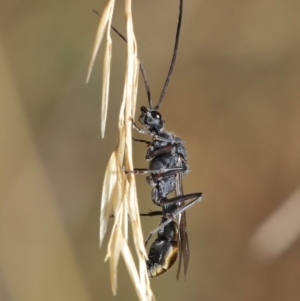 Myrmecia piliventris at Hackett, ACT - 19 Jan 2020