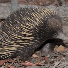 Tachyglossus aculeatus (Short-beaked Echidna) at ANBG - 17 Jan 2020 by TimL