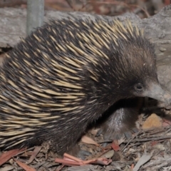 Tachyglossus aculeatus (Short-beaked Echidna) at Hackett, ACT - 17 Jan 2020 by TimL