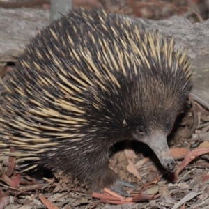 Tachyglossus aculeatus at Hackett, ACT - 17 Jan 2020 12:07 PM