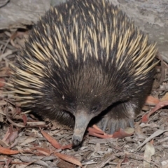 Tachyglossus aculeatus at Hackett, ACT - 17 Jan 2020 12:07 PM