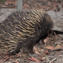 Tachyglossus aculeatus at Hackett, ACT - 17 Jan 2020 12:07 PM