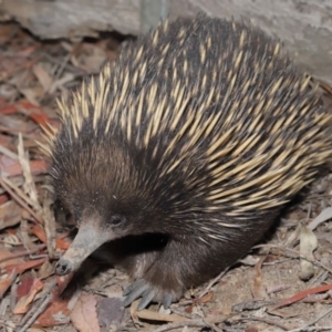 Tachyglossus aculeatus at Hackett, ACT - 17 Jan 2020