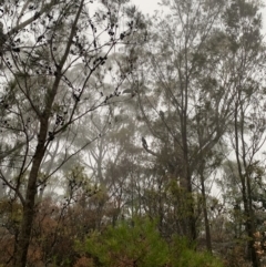 Calyptorhynchus lathami (Glossy Black-Cockatoo) at Bundanoon, NSW - 10 Jan 2020 by BLSHTwo