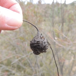 Bolboschoenus sp. at Tennent, ACT - 15 Dec 2019