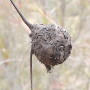 Bolboschoenus sp. at Tennent, ACT - 15 Dec 2019