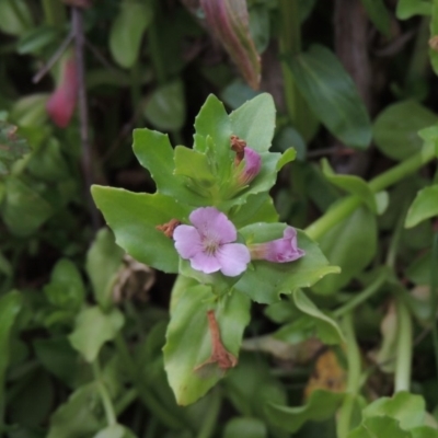 Gratiola peruviana (Australian Brooklime) at Tennent, ACT - 15 Dec 2019 by michaelb