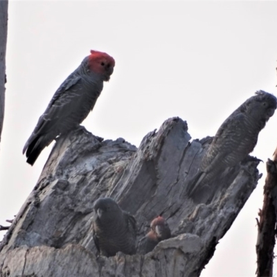 Callocephalon fimbriatum (Gang-gang Cockatoo) at O'Malley, ACT - 18 Jan 2020 by Mike