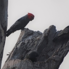 Callocephalon fimbriatum at O'Malley, ACT - 18 Jan 2020