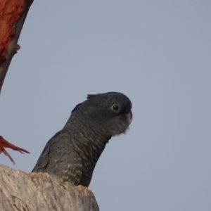 Callocephalon fimbriatum at O'Malley, ACT - 18 Jan 2020