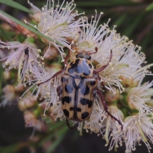 Neorrhina punctatum at Tennent, ACT - 15 Dec 2019 07:02 PM