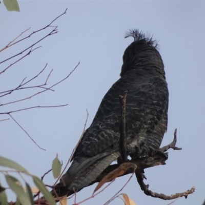 Callocephalon fimbriatum (Gang-gang Cockatoo) at O'Malley, ACT - 19 Jan 2020 by Mike