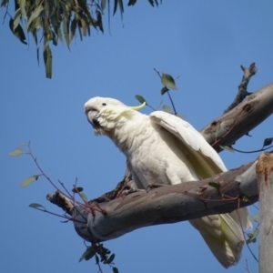 Cacatua galerita at O'Malley, ACT - 19 Jan 2020