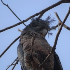 Callocephalon fimbriatum (Gang-gang Cockatoo) at O'Malley, ACT - 19 Jan 2020 by Mike