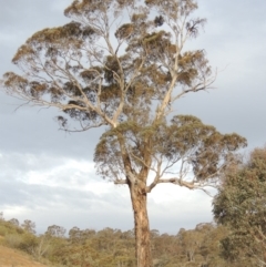 Eucalyptus melliodora (Yellow Box) at Tennent, ACT - 15 Dec 2019 by michaelb