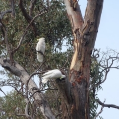 Cacatua galerita (Sulphur-crested Cockatoo) at O'Malley, ACT - 18 Jan 2020 by Mike