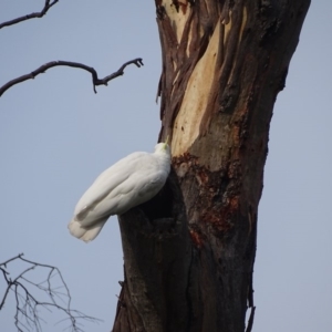 Cacatua galerita at O'Malley, ACT - 19 Jan 2020 09:05 AM