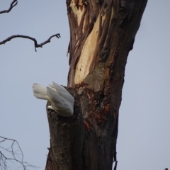 Cacatua galerita at O'Malley, ACT - 19 Jan 2020 09:05 AM