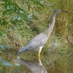 Egretta novaehollandiae (White-faced Heron) at O'Malley, ACT - 18 Jan 2020 by Mike