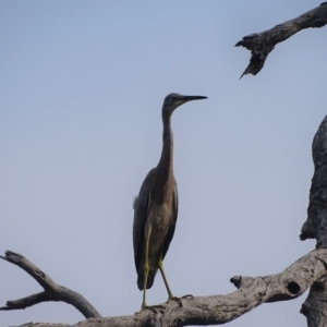 Egretta novaehollandiae at O'Malley, ACT - 19 Jan 2020 09:12 AM