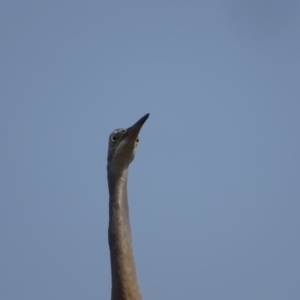 Egretta novaehollandiae at O'Malley, ACT - 19 Jan 2020