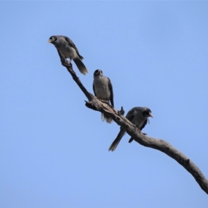 Manorina melanocephala at O'Malley, ACT - 19 Jan 2020