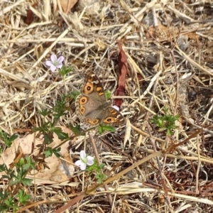 Junonia villida at O'Malley, ACT - 19 Jan 2020