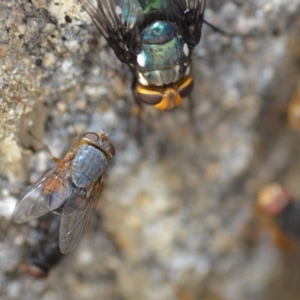 Calliphora sp. (genus) at Wamboin, NSW - 3 Jan 2020