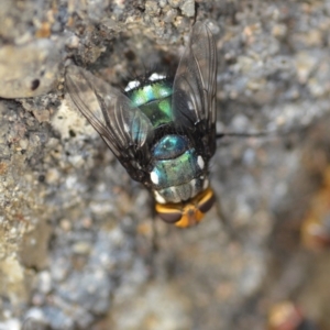 Rutilia (Ameniamima) argentifera at Wamboin, NSW - 3 Jan 2020