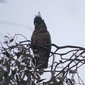 Callocephalon fimbriatum at O'Malley, ACT - 20 Jan 2020