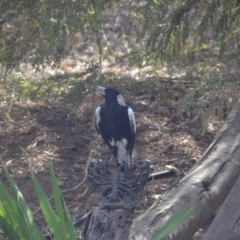 Gymnorhina tibicen (Australian Magpie) at Wamboin, NSW - 3 Jan 2020 by natureguy