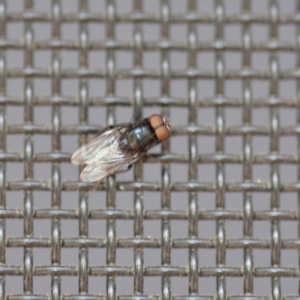 Muscidae (family) at Wamboin, NSW - 3 Jan 2020 08:45 PM