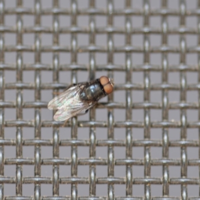 Muscidae (family) (Unidentified muscid fly) at Wamboin, NSW - 3 Jan 2020 by natureguy