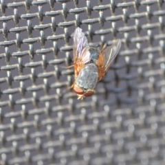 Calliphora sp. (genus) (Unidentified blowfly) at Wamboin, NSW - 3 Jan 2020 by natureguy