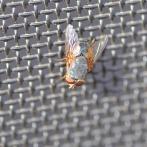 Calliphora sp. (genus) at Wamboin, NSW - 3 Jan 2020