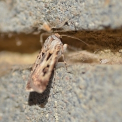 Agrotis munda (Brown Cutworm) at Wamboin, NSW - 3 Jan 2020 by natureguy